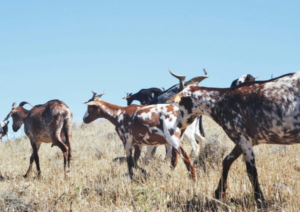 Udh-hia/Qurbani Distribution Program